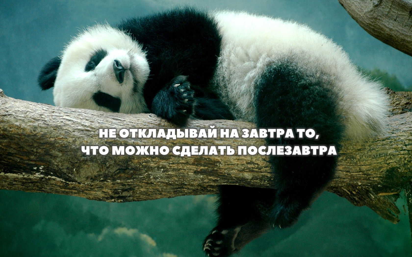 хотите свой сайт - пишите: andy@lazy.by 