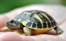 Быстрая работа