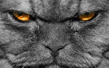 Вы останетесь довольны